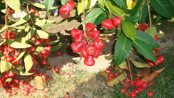 Danh hài Vân Sơn khoe vườn trái cây 1.200m2, quả rụng đỏ gốc ăn không hết - 7