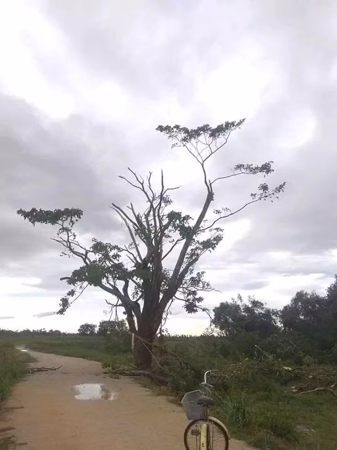 Ngắm bức ảnh mới nhất về cây ngô đồng trong phim Mắt Biếc, cư dân mạng sững sờ tiếc nuối - 5