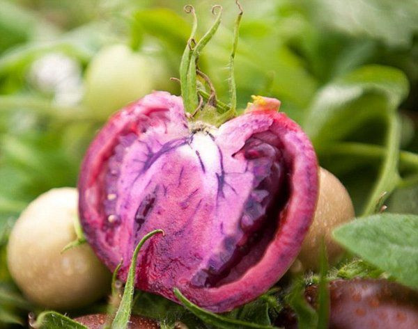 Những loại quả “kỳ quặc” có tiền cũng khó mua, Việt Nam góp mặt 1 loại - 4