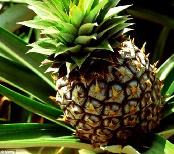 Những loại quả “kỳ quặc” có tiền cũng khó mua, Việt Nam góp mặt 1 loại - 3