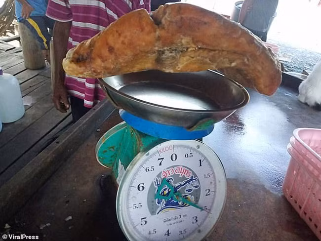 Mấy cục đá xù xì nhặt ở đường tưởng vô dụng không ngờ là báu vật giá trị khủng - 13