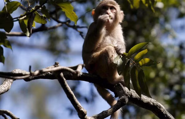 Sự thật kinh hoàng đằng sau món ăn amp;#34;quýamp;#34; mà Từ Hi thái hậu dùng đãi khách Tây - 3