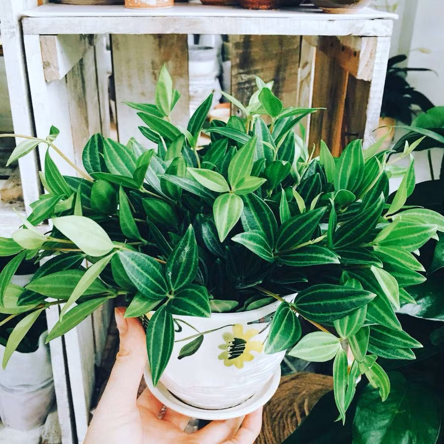 5 loại cây dễ chăm dễ trồng lại tốt cho phong thủy, rước về nhà tụ lộc gấp đôi - 3