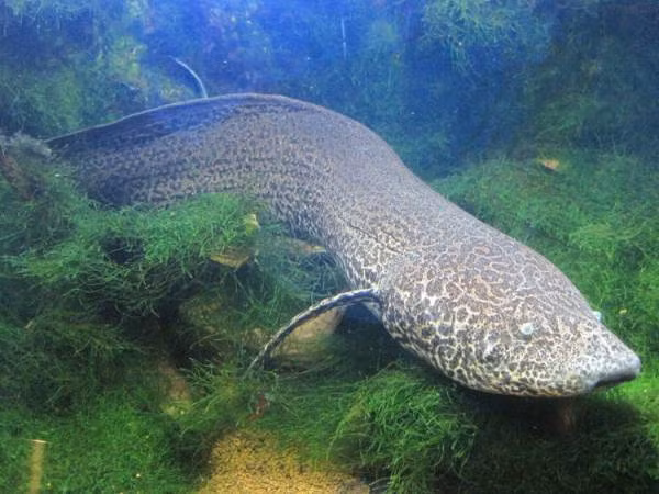 Loài cá siêu dị: Thích sống trên cạn, chết đuối nếu ở dưới nước quá lâu - 8