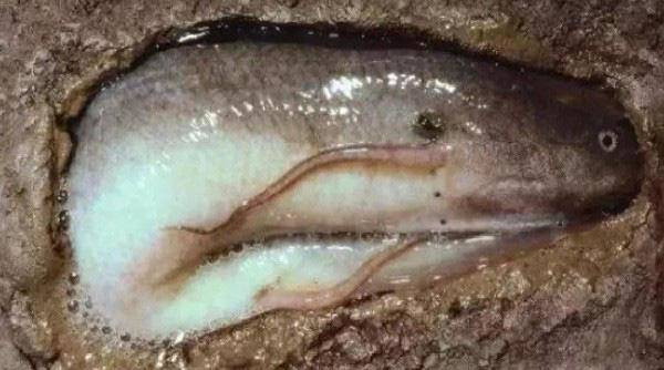 Loài cá siêu dị: Thích sống trên cạn, chết đuối nếu ở dưới nước quá lâu - 6