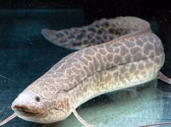 Loài cá siêu dị: Thích sống trên cạn, chết đuối nếu ở dưới nước quá lâu - 9