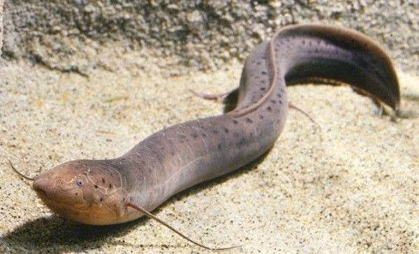 Loài cá siêu dị: Thích sống trên cạn, chết đuối nếu ở dưới nước quá lâu - 5