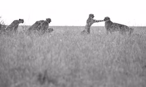 Malaika chật vật chống lại những kẻ theo đuổi. Ảnh:&nbsp;Clement Kiragu.