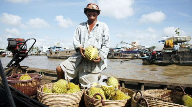 Thu gom sầu riêng non bán qua Trung Quốc: Ăn "quả đắng" vẫn chưa chừa