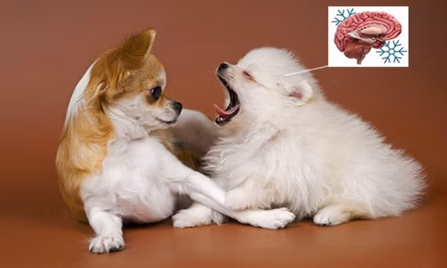 Lý do động vật cũng ngáp ngủ như con người