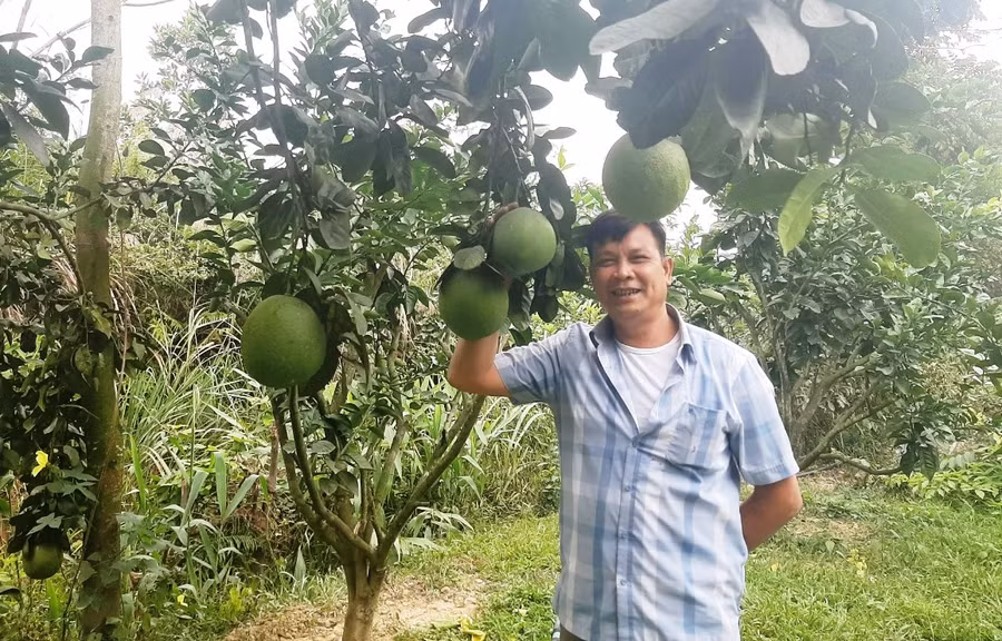 Bưởi da xanh tại trang trại của gia đình anh Đại.