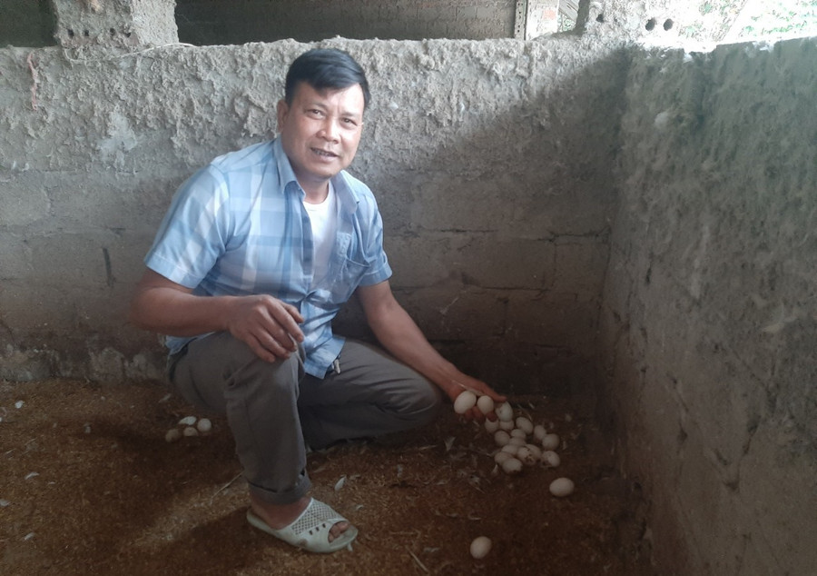 Anh Đại cho biết, mỗi ngày trang trại thu hơn 1.000 quả trứng. Anh Đại cho biết, mỗi ngày trang trại thu hơn 1.000 quả trứng.