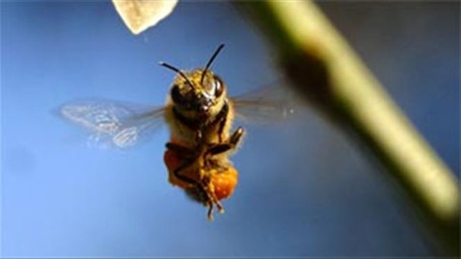 Vì sao ong vò vẽ đáng sợ hơn những loài ong sát thủ khác? - ảnh 8