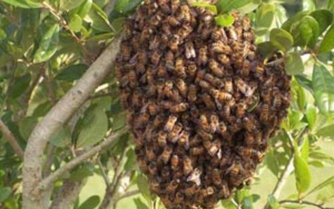 Vì sao ong vò vẽ đáng sợ hơn những loài ong sát thủ khác? - ảnh 10