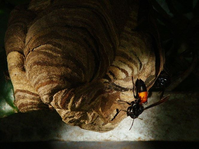 Vì sao ong vò vẽ đáng sợ hơn những loài ong sát thủ khác? - ảnh 7