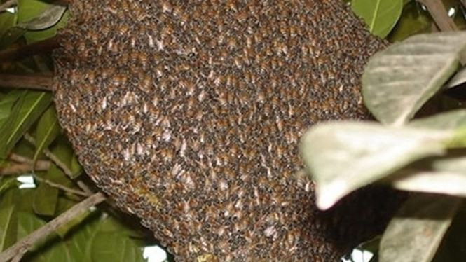 Vì sao ong vò vẽ đáng sợ hơn những loài ong sát thủ khác? - ảnh 4