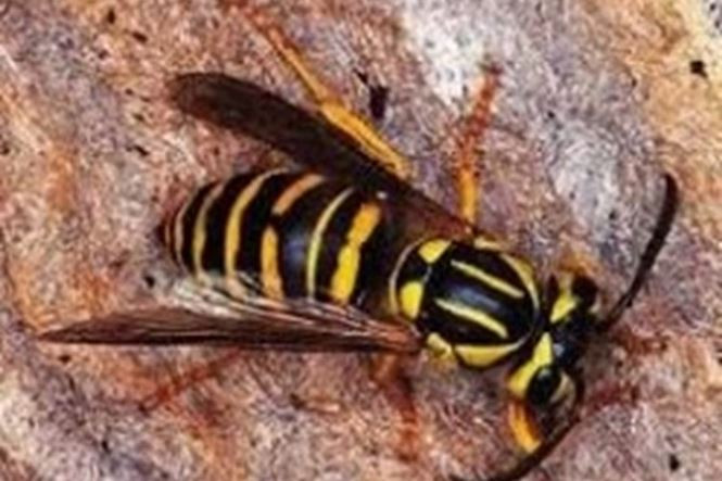 Vì sao ong vò vẽ đáng sợ hơn những loài ong sát thủ khác? - ảnh 2