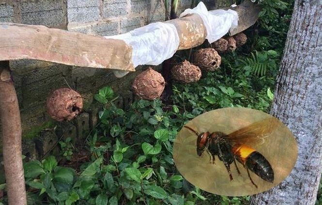 Vì sao ong vò vẽ đáng sợ hơn những loài ong sát thủ khác? - ảnh 3