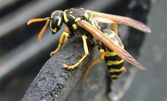 Vì sao ong vò vẽ đáng sợ hơn những loài ong sát thủ khác? - ảnh 9
