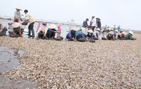 Thái Bình: Ngao chết hàng loạt, chưa rõ nguyên nhân