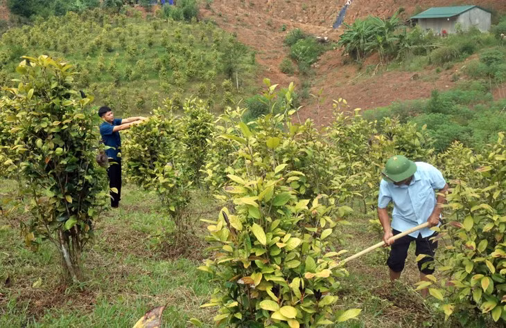 Cây trà hoa vàng mang tới nguồn lợi kinh tế cao cho người dân Ba Chẽ.
