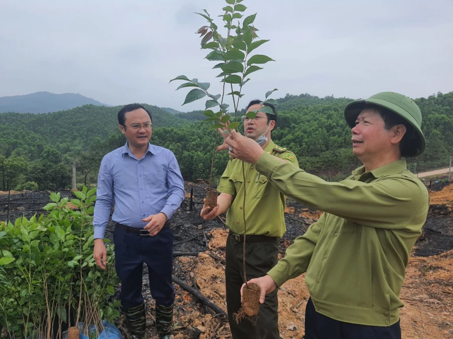 Bí thư Huyện uỷ Ba Chẽ Vũ Thành Long (bên phải) kiểm tra cây giống trước khi được người dân trồng. 