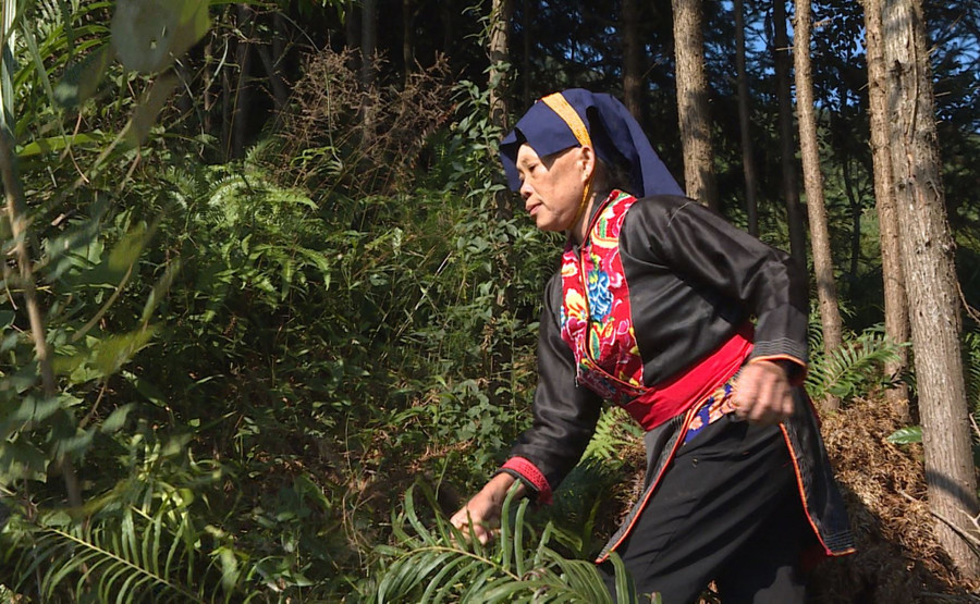 Người dân Ba Chẽ gắn bó với rừng. Người dân Ba Chẽ gắn bó với rừng.