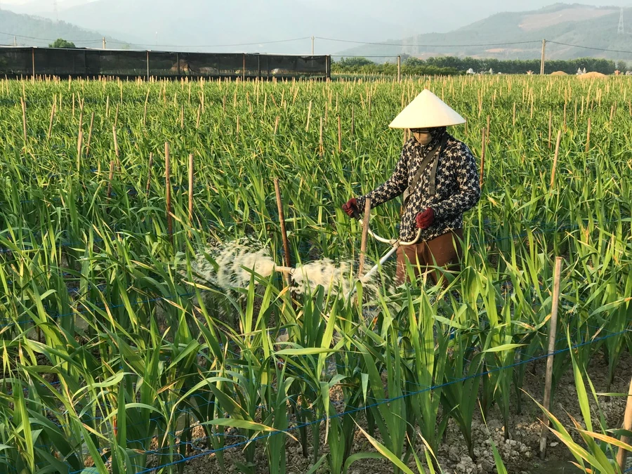 Người dân thị xã Đông Triều chăm sóc hoa. Ảnh: Minh Cương