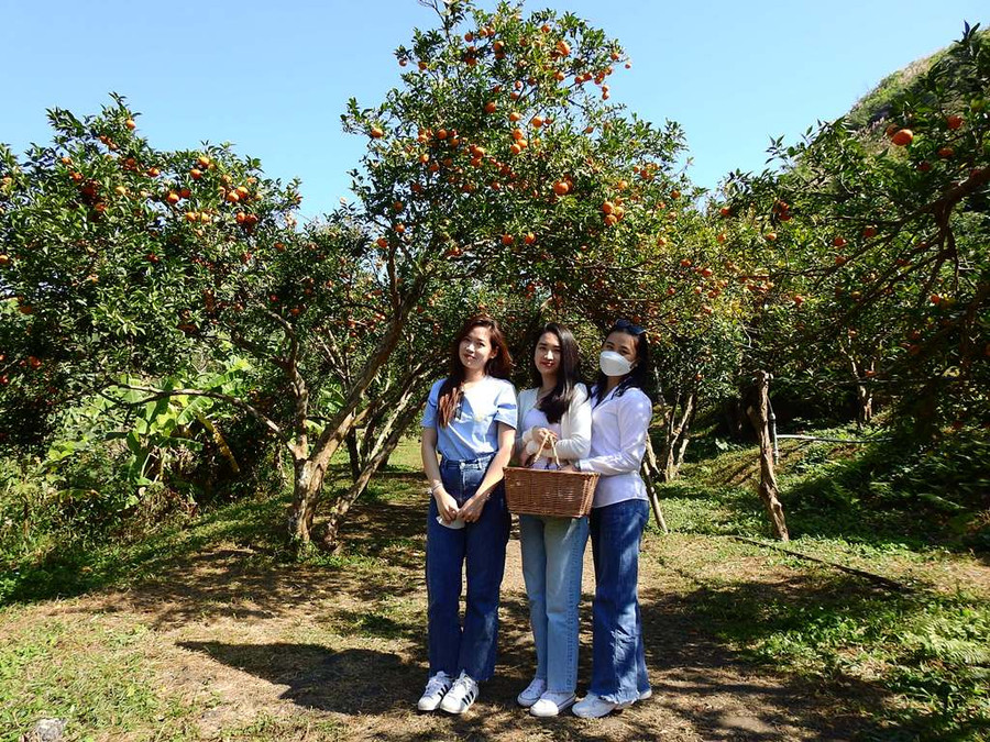 Mô hình trồng cam kết hợp du lịch trải nghiệm tại huyện Vân Đồn. Ảnh: Minh Cương Mô hình trồng cam kết hợp du lịch trải nghiệm tại huyện Vân Đồn. Ảnh: Minh Cương