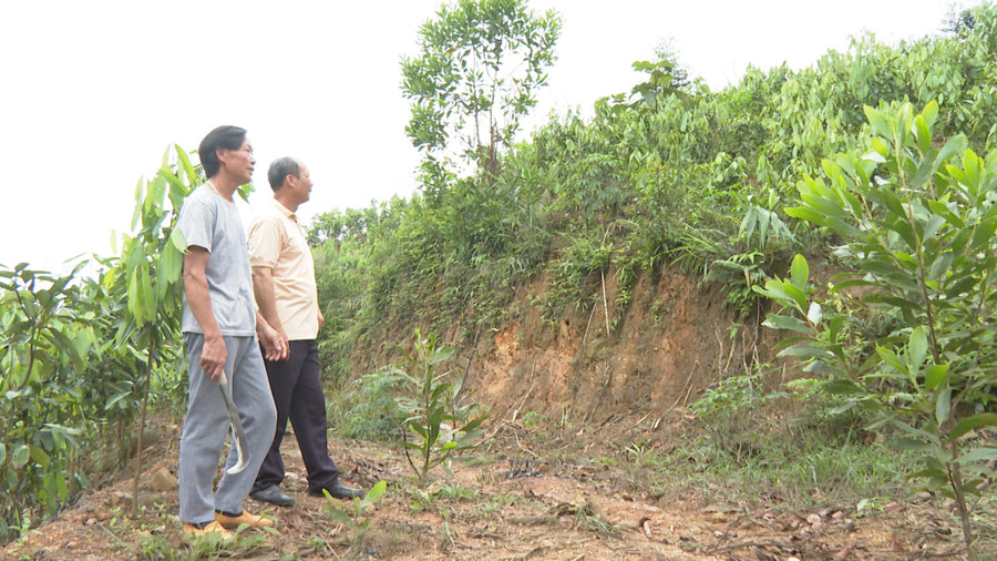 Ông Chíu Dì Tắc (bên trái) thăm những cây quế mới trồng của gia đình. Ông Chíu Dì Tắc (bên trái) thăm những cây quế mới trồng của gia đình.