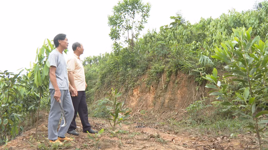 Ông Chíu Dì Tắc (bên trái) thăm những cây quế mới trồng của gia đình.