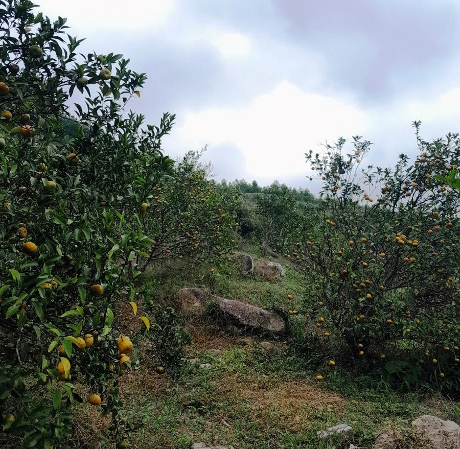 Vườn cam, quýt của gia đình anh Đại được bón 100% phân hữu cơ.