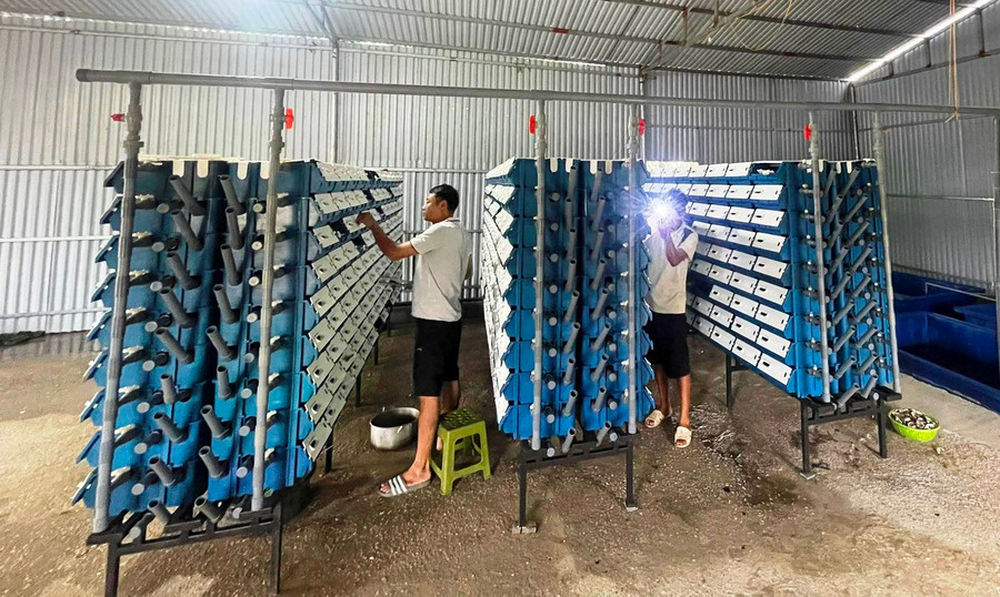 Mô hình nuôi cua trong hộp nhựa của gia đình anh Giang. Mô hình nuôi cua trong hộp nhựa của gia đình anh Giang.