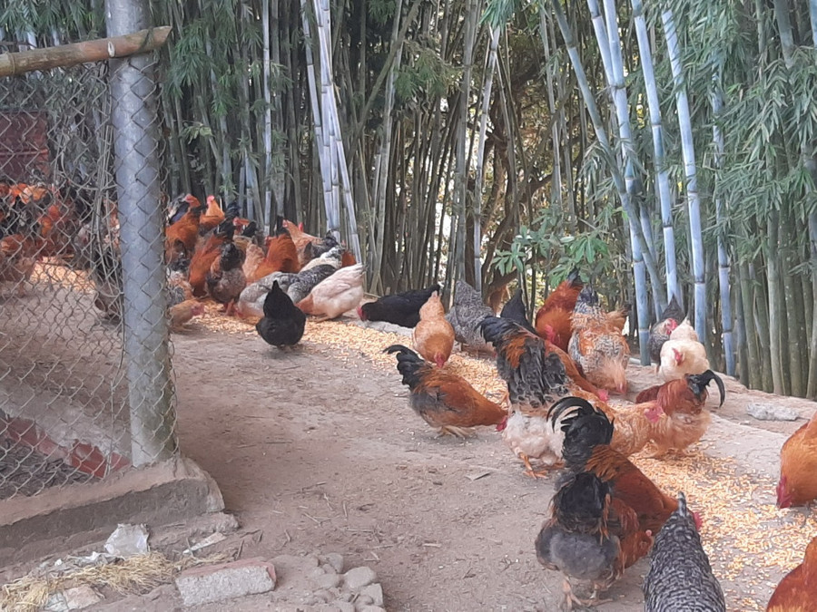 Gà của gia đình anh Hạnh được thả tự nhiên nên thịt chắc, thơm ngon. Gà của gia đình anh Hạnh được thả tự nhiên nên thịt chắc, thơm ngon.