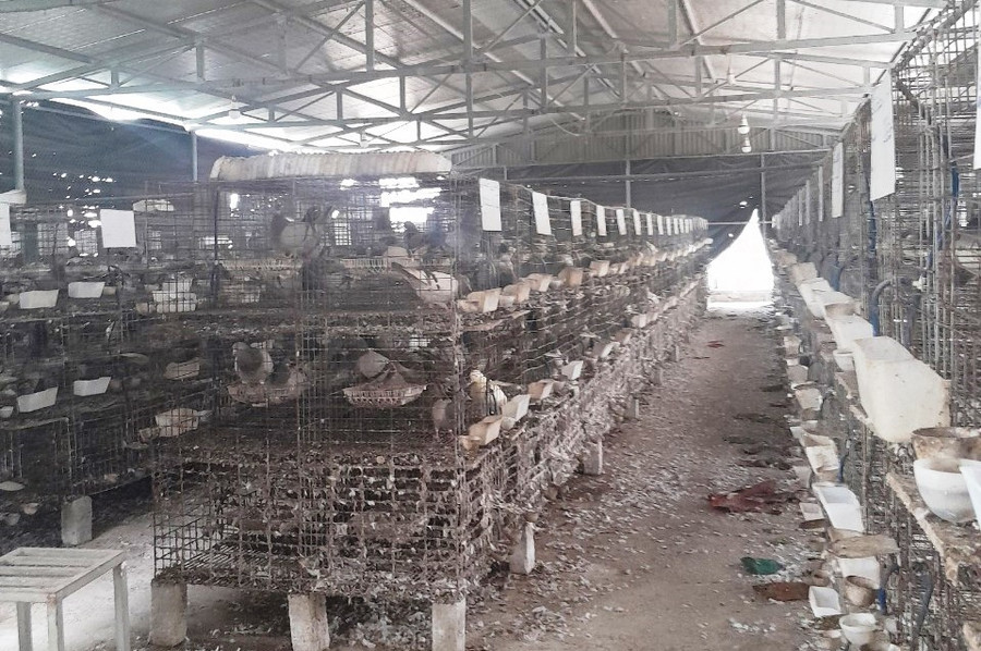Trang trại chim bồ câu Pháp của gia đình anh Tuân. Trang trại chim bồ câu Pháp của gia đình anh Tuân.