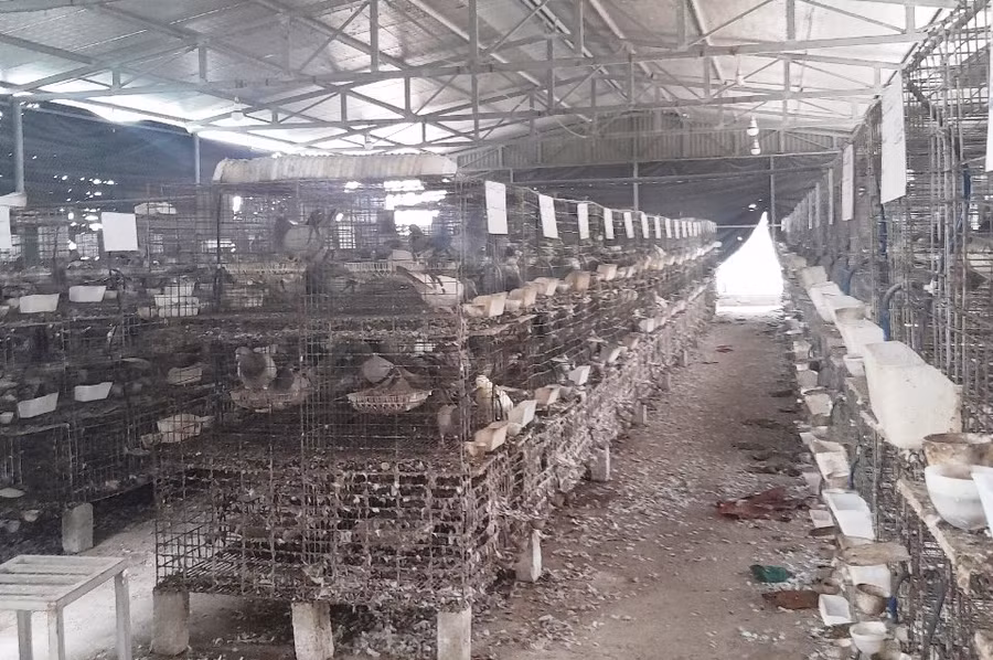 Trang trại chim bồ câu Pháp của gia đình anh Tuân.