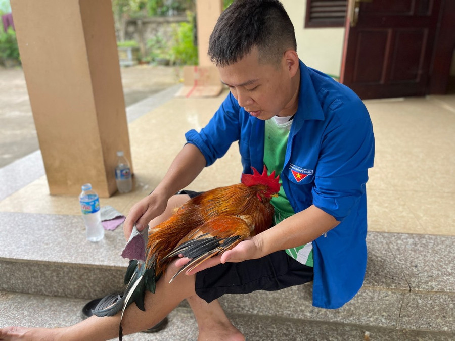 Anh Hạnh chăm sóc gà để đi thi "Vua gà Tiên Yên" hồi tháng 8. Anh Hạnh chăm sóc gà để đi thi "Vua gà Tiên Yên" hồi tháng 8.