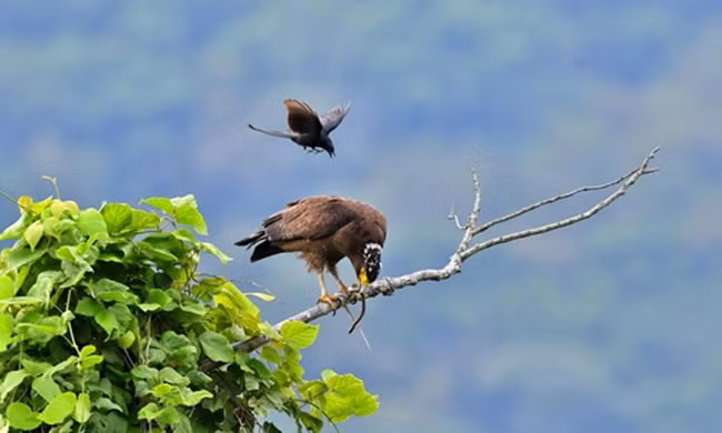 Chèo bẻo "cưỡi" chim săn mồi trên không 
