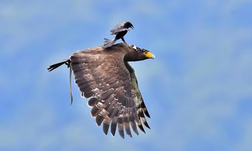 Chèo bẻo đứng trên mình chim săn mồi to lớn đang bay. Ảnh:Liu Chia-Pin.