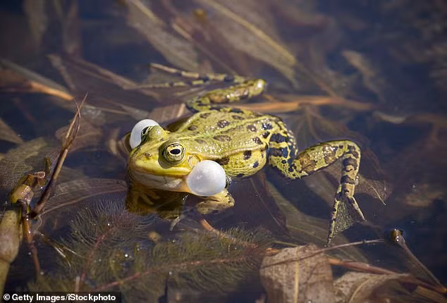 Nhóm cứu hỏa phát hiện con ếch phát ra tiếng kêu như chó sủa. Ảnh minh họa: Getty Images.
