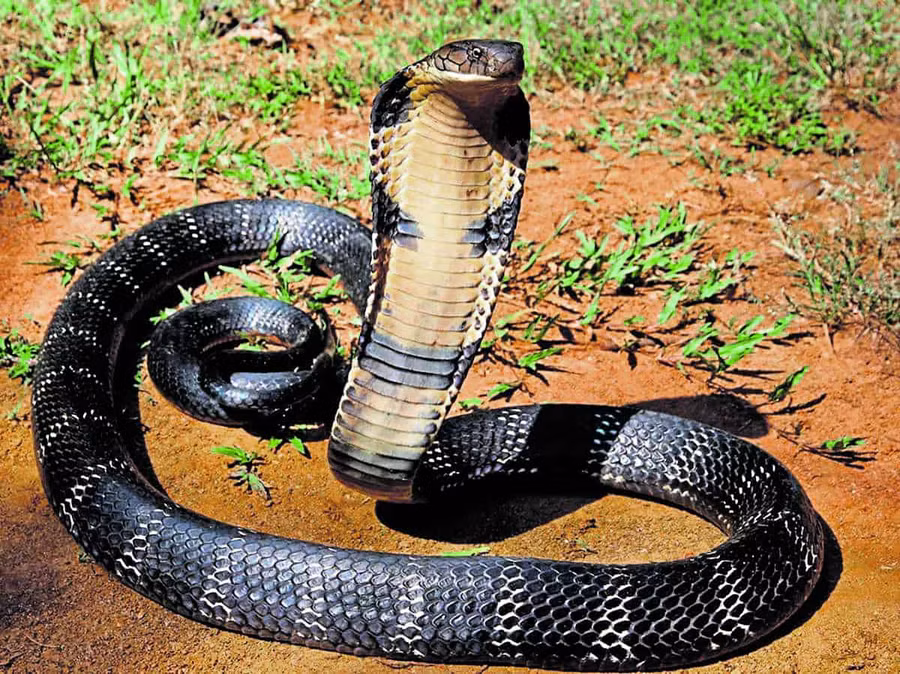 3 người trong một gia đình bị rắn hổ mang cắn trong 3 ngày. Ảnh minh họa: Deccan Herald.