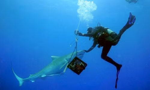 Khoảnh khắc sinh tử khi thợ lặn đối mặt với cá mập báo