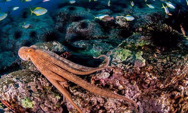 Khám phá công viên biển lớn nhất thế giới ở Chile