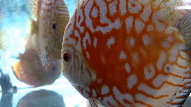 Những quái vật biển ở vực sâu 4 km