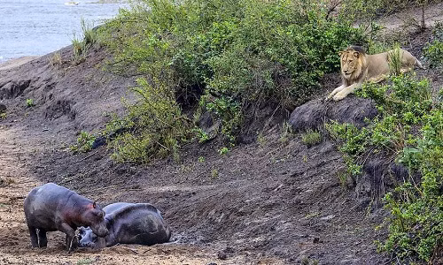 Con sư tử theo dõi hai mẹ con hà mã từ xa. Ảnh:&nbsp;Hanno Erusmus.