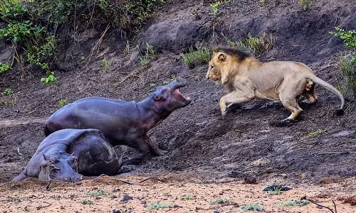 Hà mã con liều mình đuổi sư tử để bảo vệ mẹ