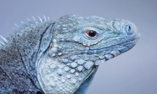 Loài cự đà mắt đỏ sống lâu gần bằng con người 