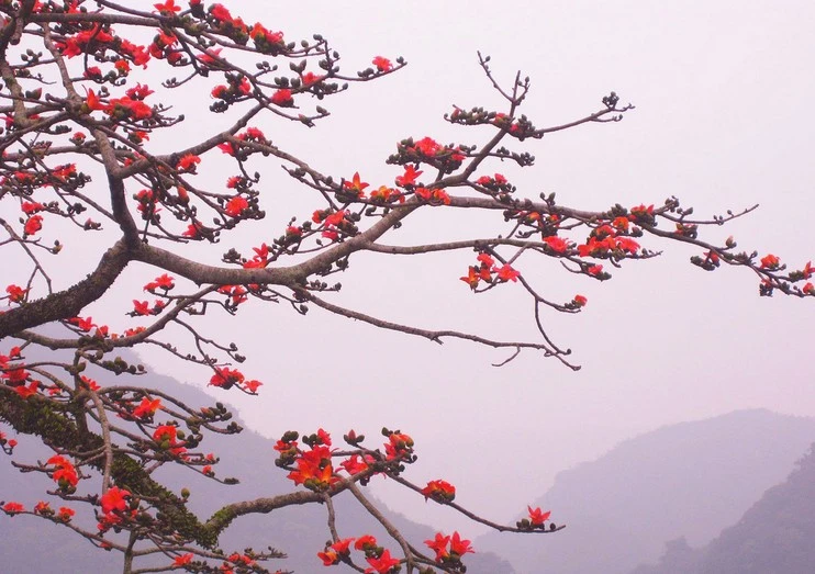 Mùa hoa gạo trong tôi