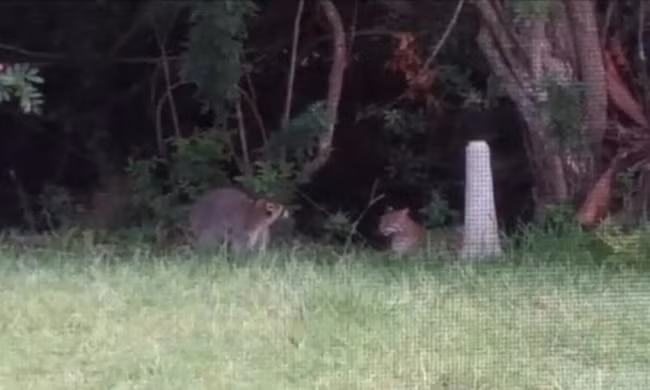 Gấu mèo mẹ kịch chiến với linh miêu 