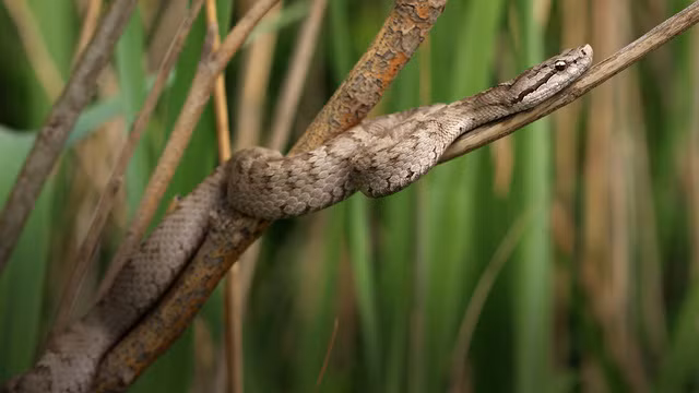 Hang ổ chứa tới 20.000 con rắn độc ảnh 1